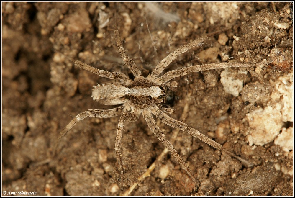 Araneae d''Israele